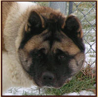 Nissan's Head at 4 years of age