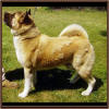 BUCKEY_(22mo-)-BIGGIE_small
