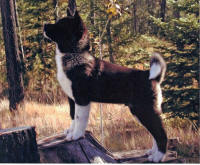 Patton_small (2)