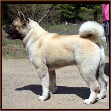 Scout (1)