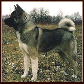 Zeus1