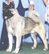 noji_small