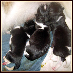 2009Litter1