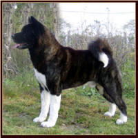 Attica17_small