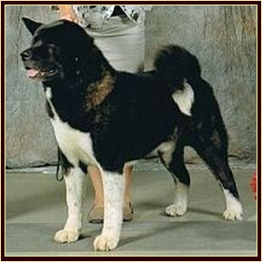 Attica25