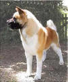 CH–Tuscanadeel’s-Big-as-Te_small