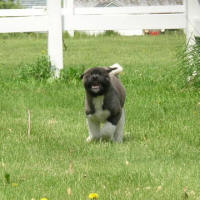 Rambo1_small